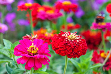Zinnia elegans, known as youth-and-age, common zinnia or elegant zinnia, an annual flowering plant of the genus Zinnia