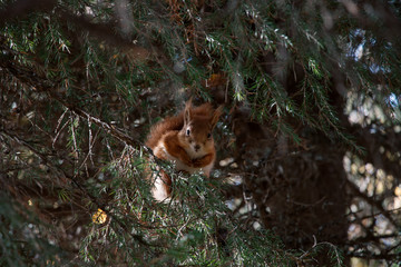 squirrel on tree