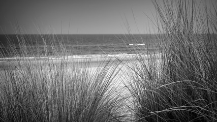 Dünengras und Meer - monochrom