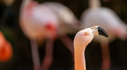 View of the neck and head of a flamingo, scientific name Phoenicopteridae, isolated from blurred...