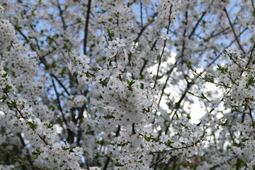 blooming fruit trees in spring, sparrow birds on flowering fruit trees,