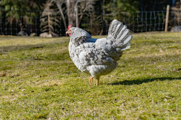 hens looking for food i garden gras