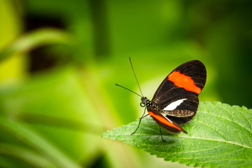 Fototapeta na wymiar Butterfly sitting on a leaf