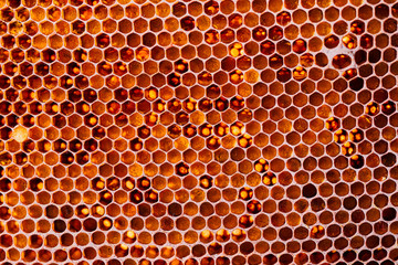 Honeycomb with honey and pollen. Close-up shooting