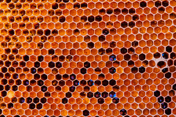 Honeycomb with honey and pollen. Close-up shooting