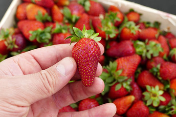 a man chooses strawberries from a strawberry counter, a person has strawberries in his hand, a...