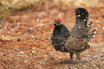 Male Spruce Grouse During Snowfall