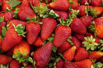 close up of fresh natural strawberry fruit, fresh strawberries in spring, lots of strawberries,