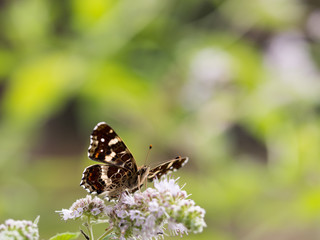 Map butterfly (Araschnia levana) sitting on a flower