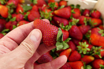 a man chooses strawberries from a strawberry counter, a person has strawberries in his hand, a...