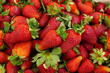 close up of fresh natural strawberry fruit, fresh strawberries in spring, lots of strawberries,