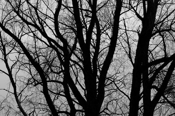 Silhouette of tree with leafless branches on spring.