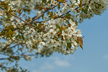 Kirschblüte