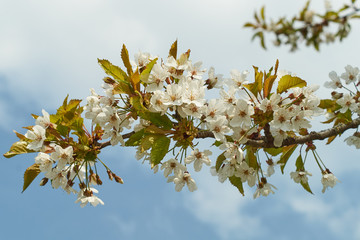 Kirschblüte