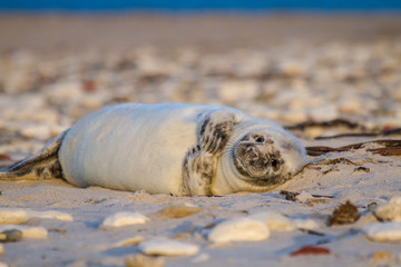 Kegelrobbe (Halichoerus grypus)
