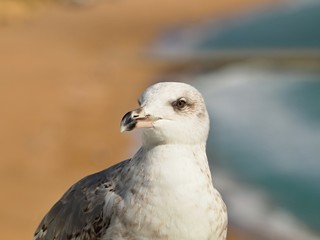 Macro of the head of a seagull