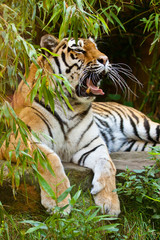 Sibirischer Tiger (Panthera tigris altaica)
