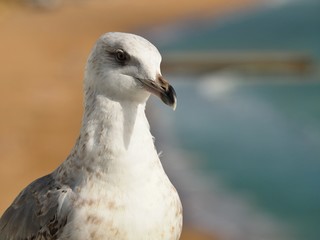 Macro of the head of a seagull