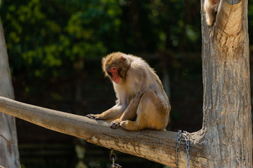 動物園のニホンザル