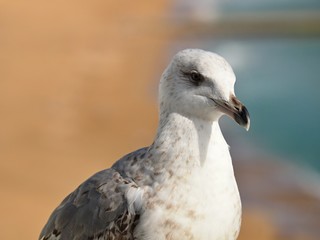 Macro of the head of a seagull