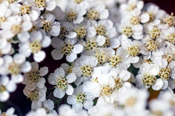 White flower yarrow large close up