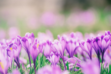 Spring crocus flowers