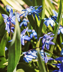 Scilla blue flowers