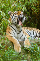 Sibirischer Tiger (Panthera tigris altaica)