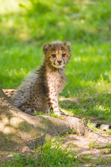 Gepard (Acinonyx jubatus) © Jearu