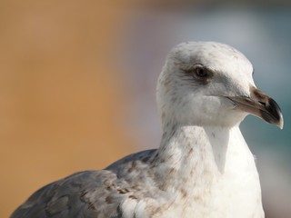 Macro of the head of a seagull