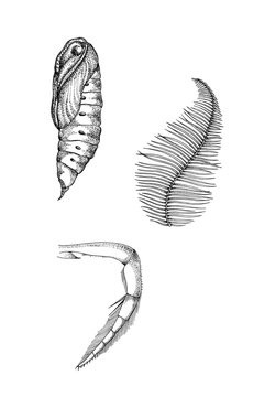 insecte 