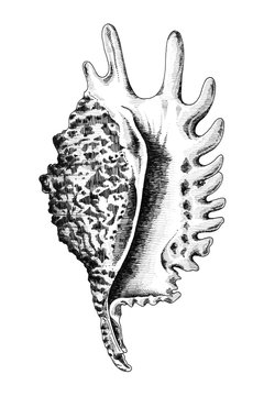 Coquillage