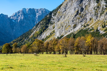 Fototapeta na wymiar maple trees at Ahornboden, Karwendel mountains, Tyrol, Austria