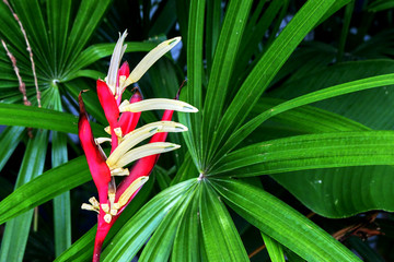 Obraz premium lily on green background