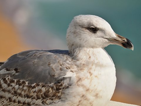 Macro of the head of a seagull