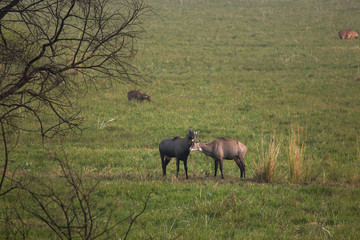 Two makes Nilgai, antelope of India relaxing playing in the  glass field.