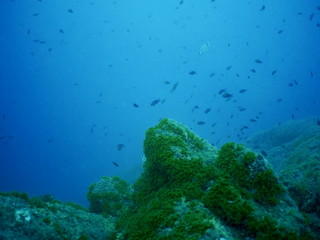 coral reef