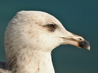 Macro of the head of a seagull