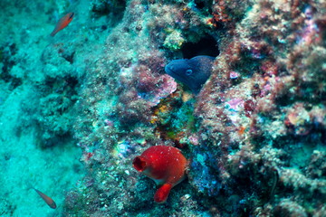 moray in the sea