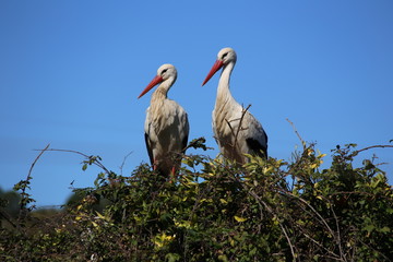Two storks in a nest