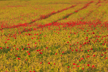 Field with blooming red poppies.