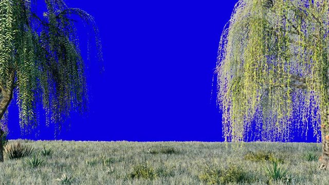 Branches with green leaves of weeping willow and leaves fluttering in the wind in front of a blue screen. Looped realistic 3D animation.