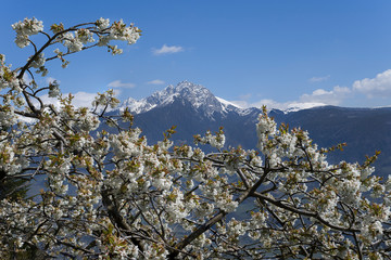 Spring is here - White blossoms in front of snow covered mountains