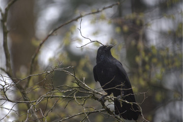 Rabenkrähe auf Baum