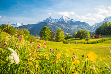 Idyllic mountain scenery in the Alps with blooming meadows in springtime