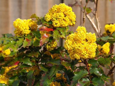 Yellow flowers and variegated leaves on a holly bush (Ilex) beside a wooden fence