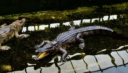 Crocodiles in the zoo