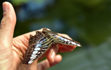 tropischer schmetterling sitzt auf einer hand