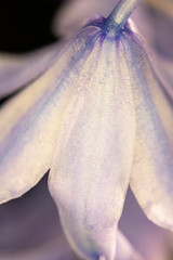 Pretty Wild Bluebell Macro Flower on Black Background