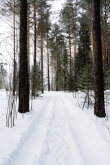 road in winter forest